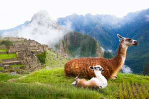llamas